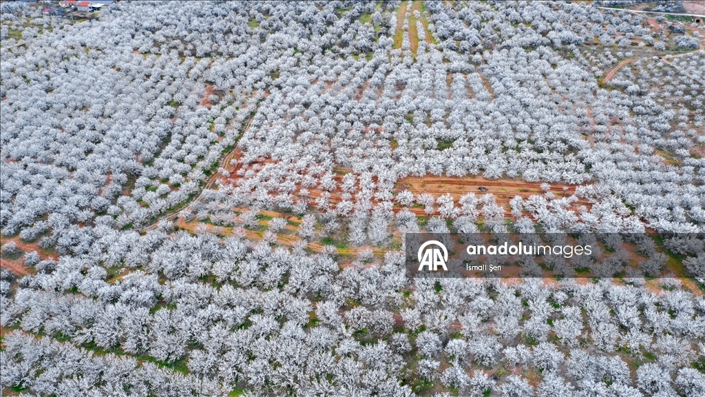 Elazığ'da çiçeklenen kayısı bahçelerinde üreticilerin ilaçlama mesaisi başladı