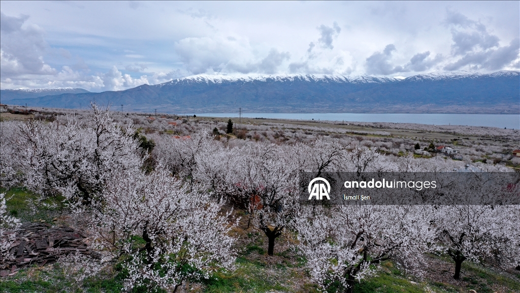 Elazığ'da çiçeklenen kayısı bahçelerinde üreticilerin ilaçlama mesaisi başladı