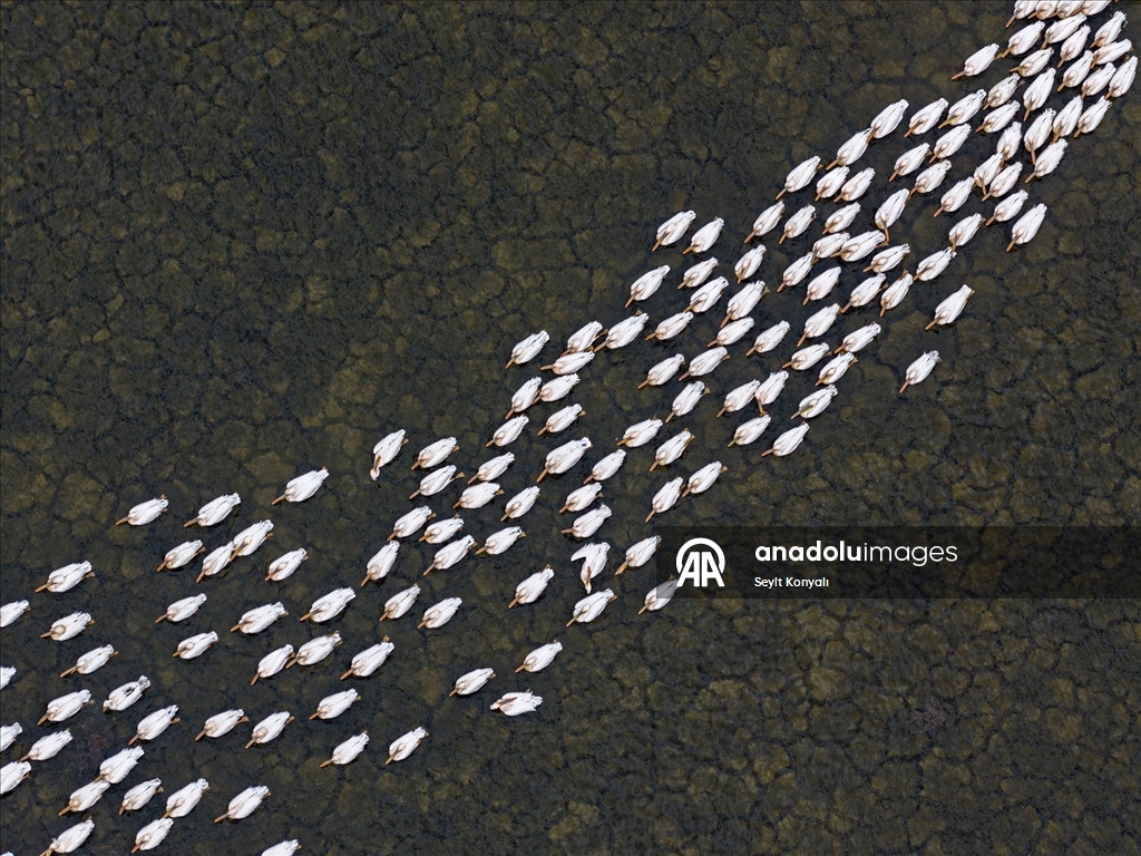 Ak pelikanlar Çavuşçu Gölü’nde mola verdi