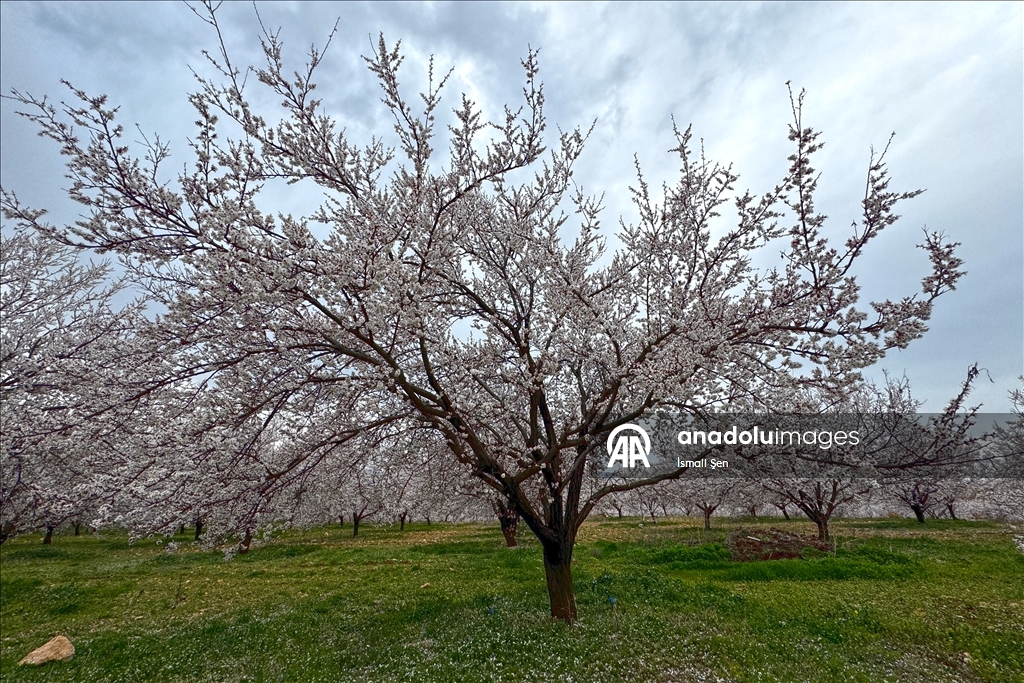 Elazığ'da çiçeklenen kayısı bahçelerinde üreticilerin ilaçlama mesaisi başladı