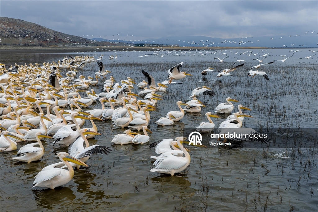 Ak pelikanlar Çavuşçu Gölü’nde mola verdi