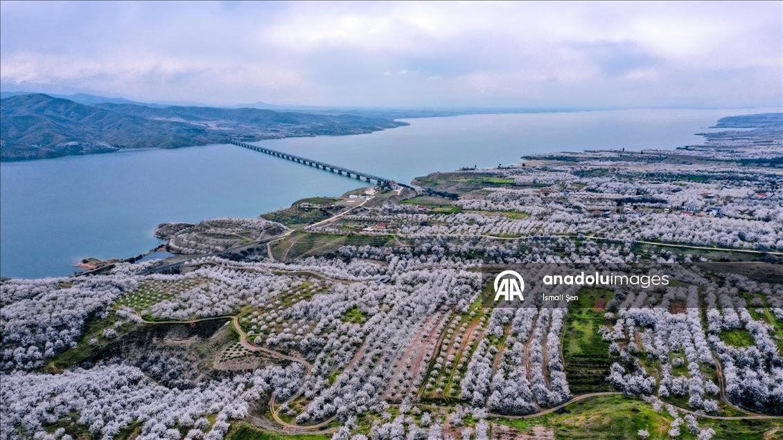 Elazığ'da çiçeklenen kayısı bahçelerinde üreticilerin ilaçlama mesaisi başladı