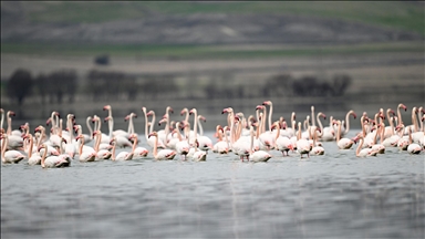 Tuzla Palas Gölü'nde yıllar sonra yeniden allı turnaların sesi duyuldu