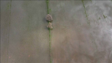 Muğla'da sağanak sonrası su altında kalan tarım arazileri havadan görüntülendi