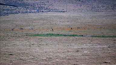 Sıcak hava dalgası Antelope Valley’de gelincik sezonunu erken bitiriyor