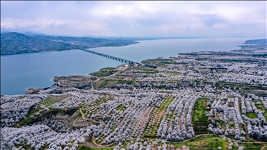 Elazığ'da çiçeklenen kayısı bahçelerinde üreticilerin ilaçlama mesaisi başladı