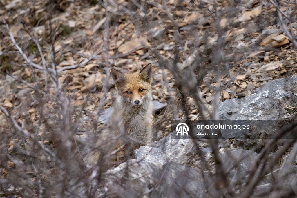 Tunceli'nin dağlarında yaban keçileri ve tilkiler yiyecek ararken görüntülendi