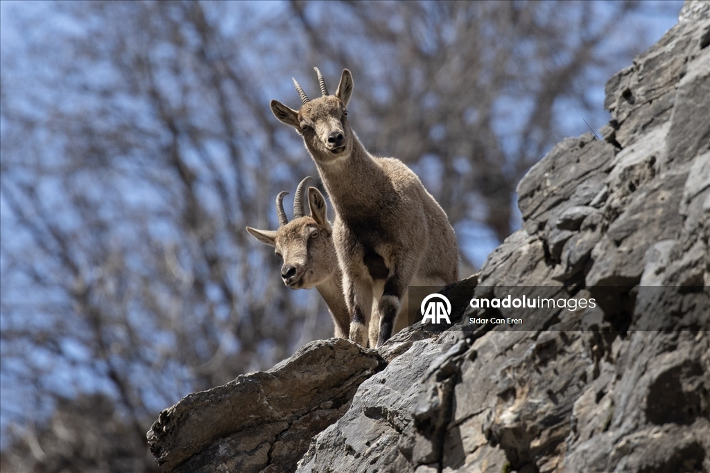 Tunceli'nin dağlarında yaban keçileri ve tilkiler yiyecek ararken görüntülendi