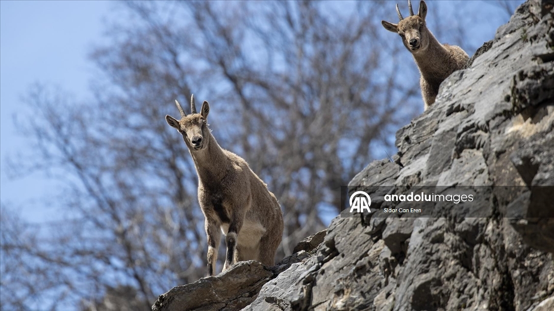 Tunceli'nin dağlarında yaban keçileri ve tilkiler yiyecek ararken görüntülendi