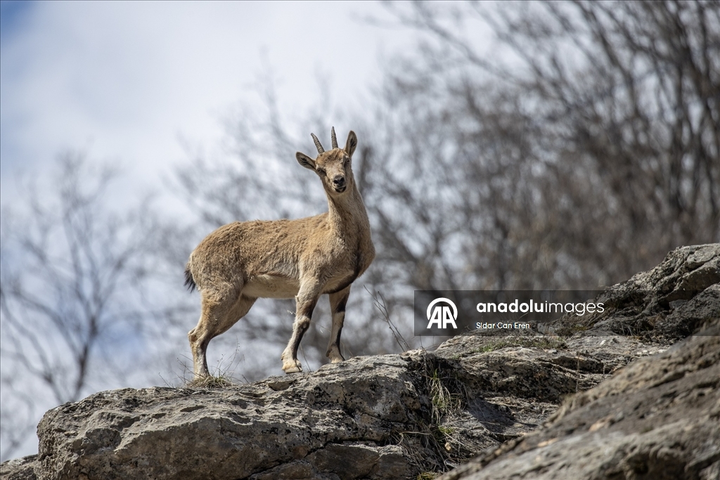 Tunceli'nin dağlarında yaban keçileri ve tilkiler yiyecek ararken görüntülendi