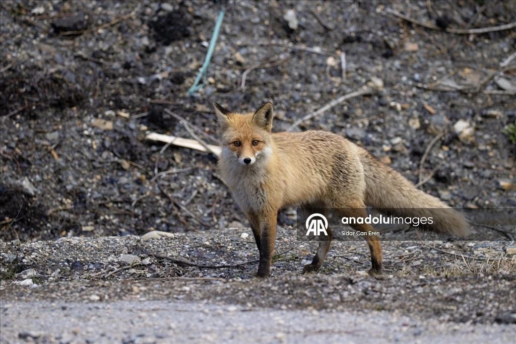 Tunceli'nin dağlarında yaban keçileri ve tilkiler yiyecek ararken görüntülendi