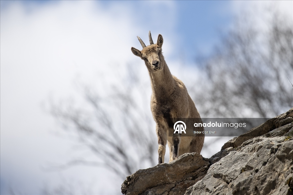 Tunceli'nin dağlarında yaban keçileri ve tilkiler yiyecek ararken görüntülendi