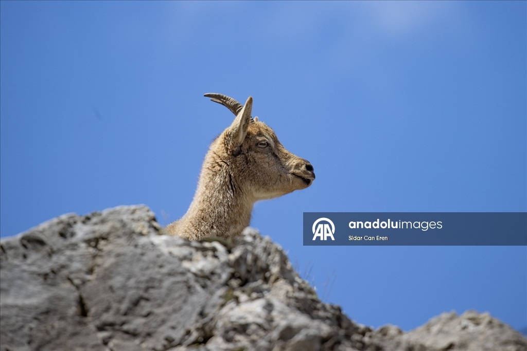 Tunceli'nin dağlarında yaban keçileri ve tilkiler yiyecek ararken görüntülendi