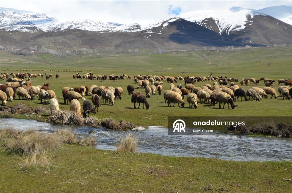 Muş'ta yeşeren meralar koyun sürüleriyle renklendi