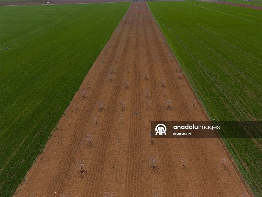 Gaziantep’te Barak Ovası’nda çiftçilerin mesaisi yeniden başladı