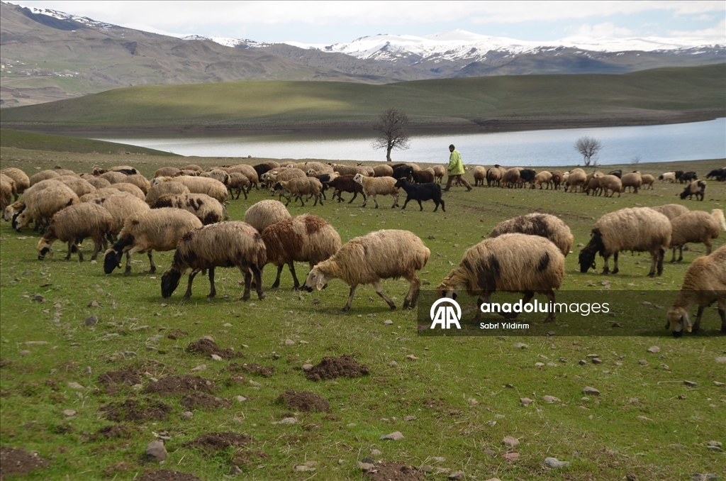 Muş'ta yeşeren meralar koyun sürüleriyle renklendi