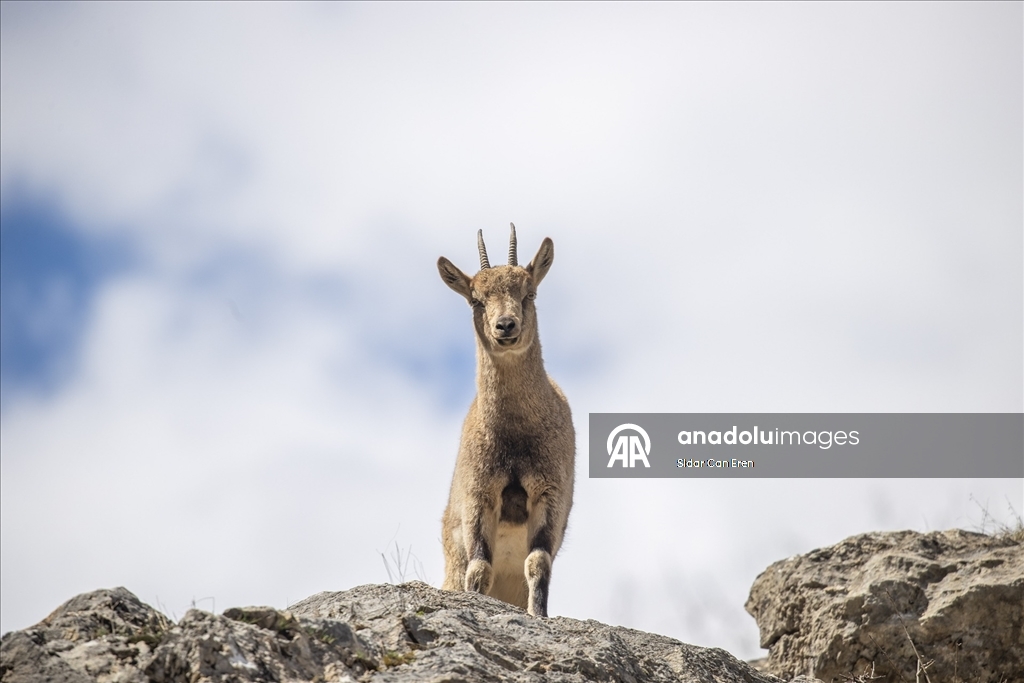 Tunceli'nin dağlarında yaban keçileri ve tilkiler yiyecek ararken görüntülendi
