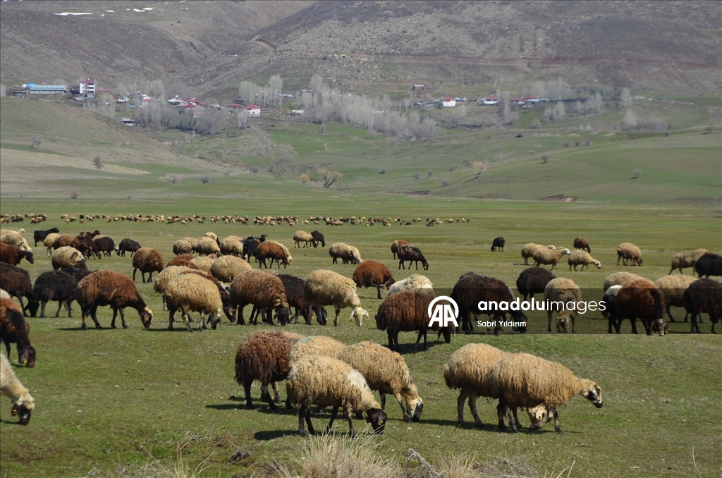 Muş'ta yeşeren meralar koyun sürüleriyle renklendi