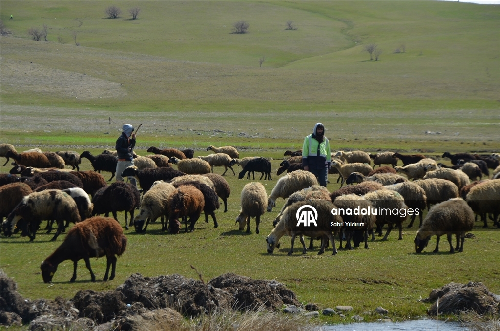 Muş'ta yeşeren meralar koyun sürüleriyle renklendi