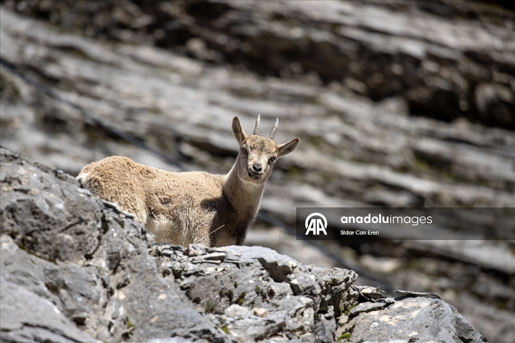 Tunceli'nin dağlarında yaban keçileri ve tilkiler yiyecek ararken görüntülendi