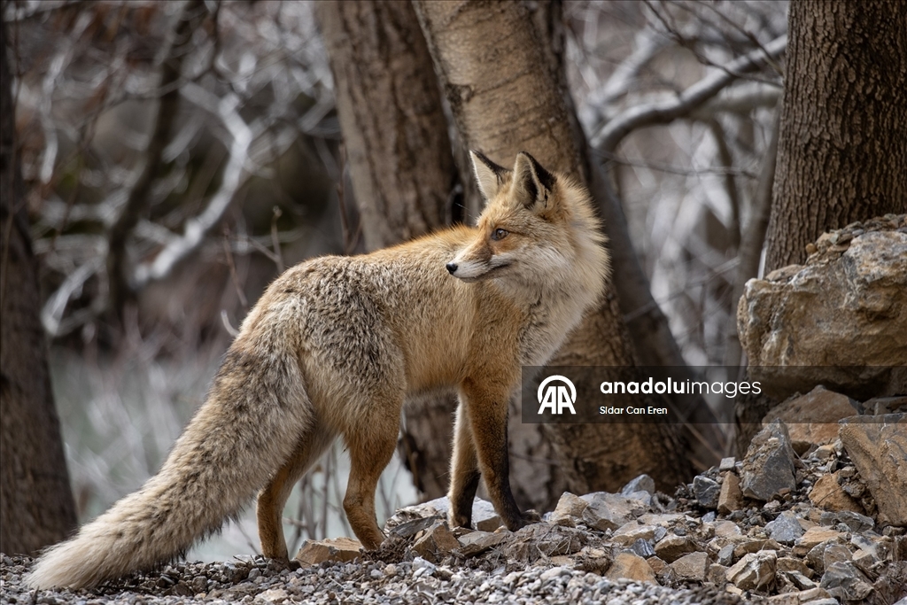 Tunceli'nin dağlarında yaban keçileri ve tilkiler yiyecek ararken görüntülendi