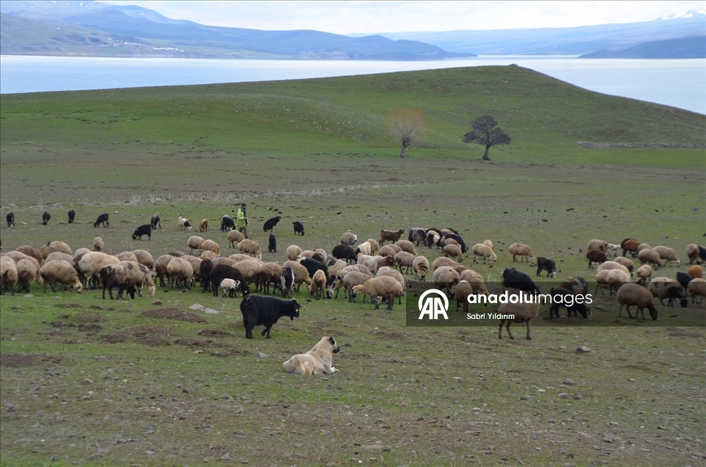Muş'ta yeşeren meralar koyun sürüleriyle renklendi