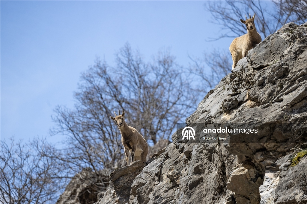 Tunceli'nin dağlarında yaban keçileri ve tilkiler yiyecek ararken görüntülendi