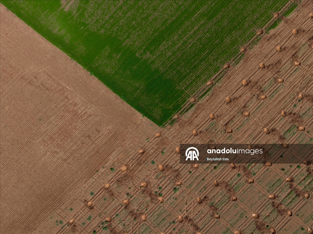 Gaziantep’te Barak Ovası’nda çiftçilerin mesaisi yeniden başladı