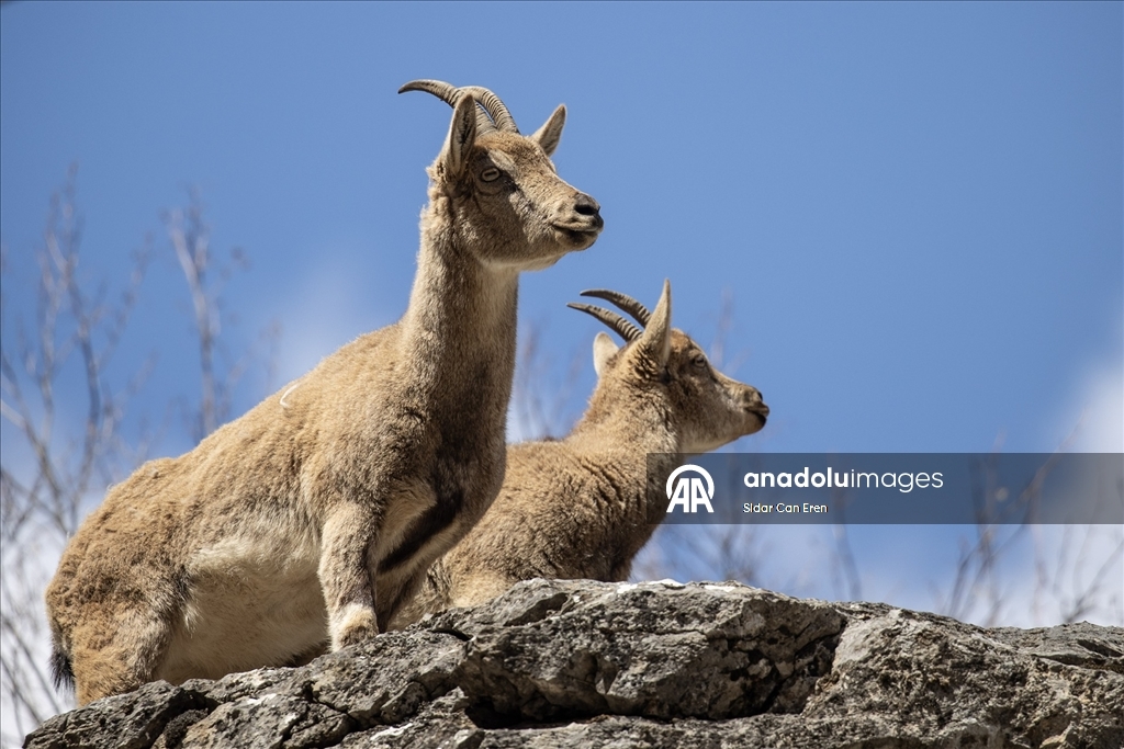 Tunceli'nin dağlarında yaban keçileri ve tilkiler yiyecek ararken görüntülendi