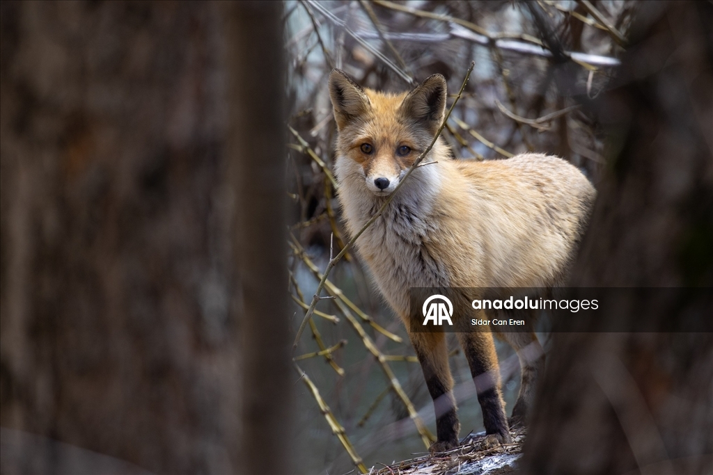 Tunceli'nin dağlarında yaban keçileri ve tilkiler yiyecek ararken görüntülendi