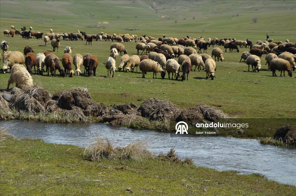 Muş'ta yeşeren meralar koyun sürüleriyle renklendi