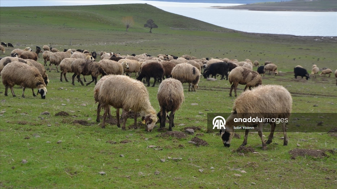 Muş'ta yeşeren meralar koyun sürüleriyle renklendi