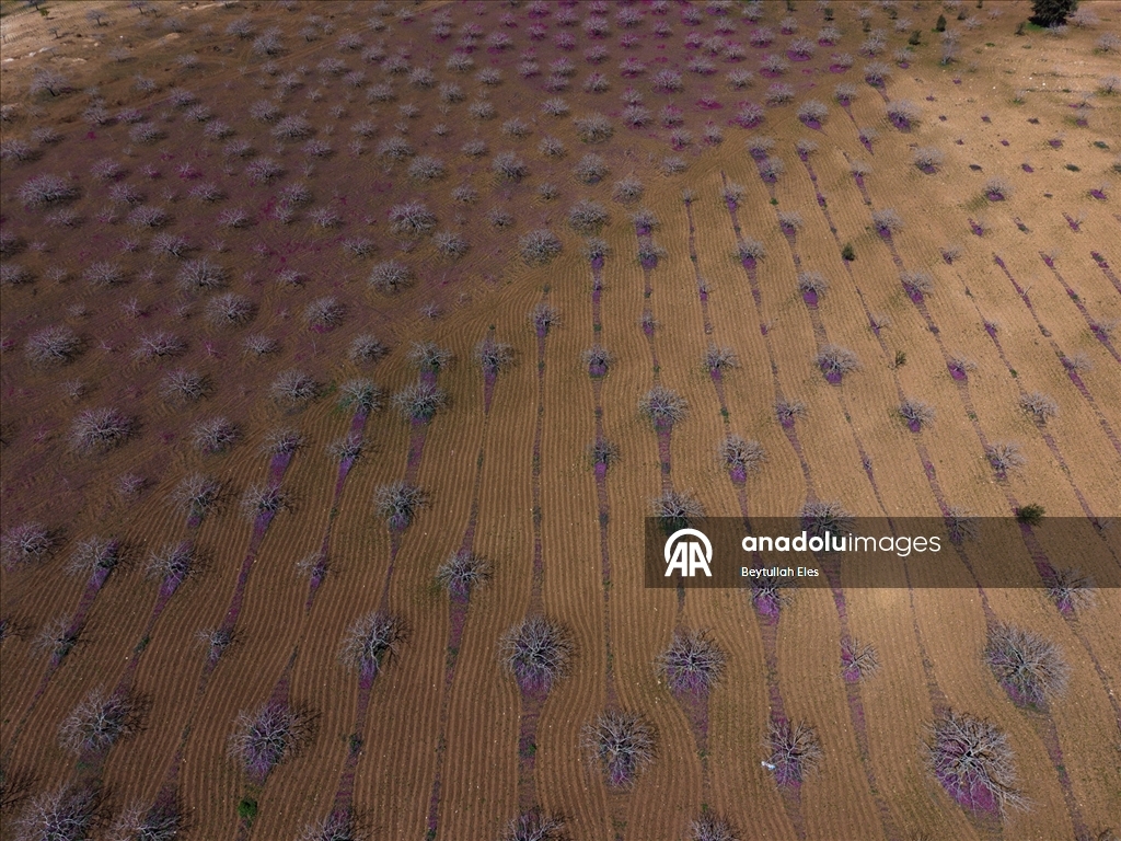 Gaziantep’te Barak Ovası’nda çiftçilerin mesaisi yeniden başladı