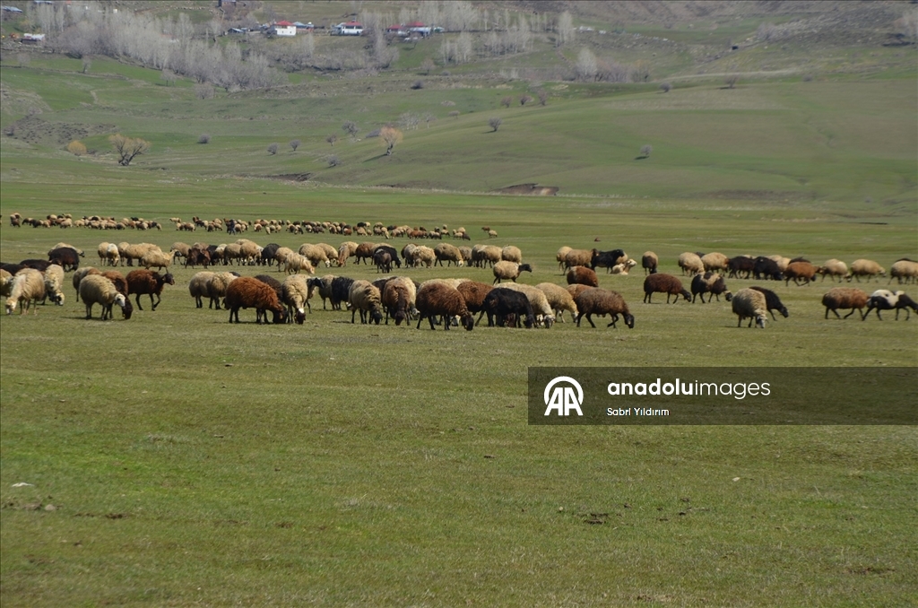 Muş'ta yeşeren meralar koyun sürüleriyle renklendi
