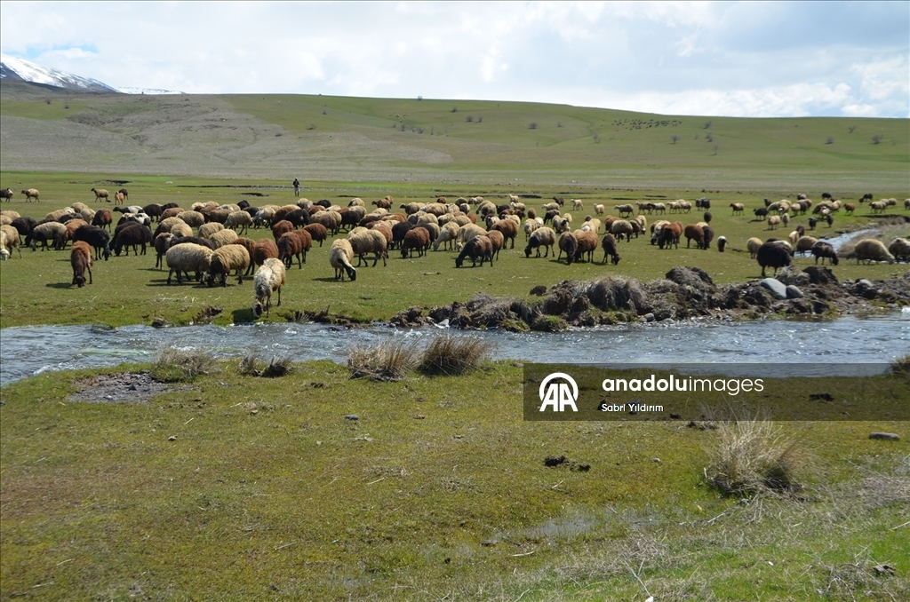 Muş'ta yeşeren meralar koyun sürüleriyle renklendi