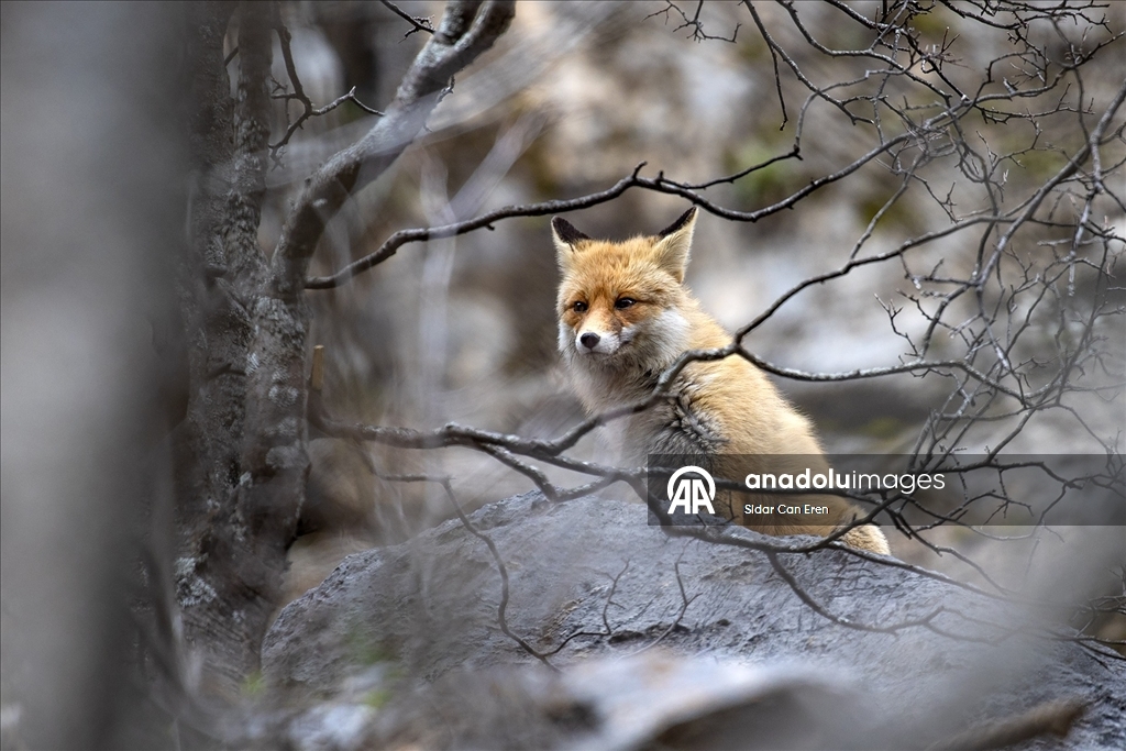 Tunceli'nin dağlarında yaban keçileri ve tilkiler yiyecek ararken görüntülendi