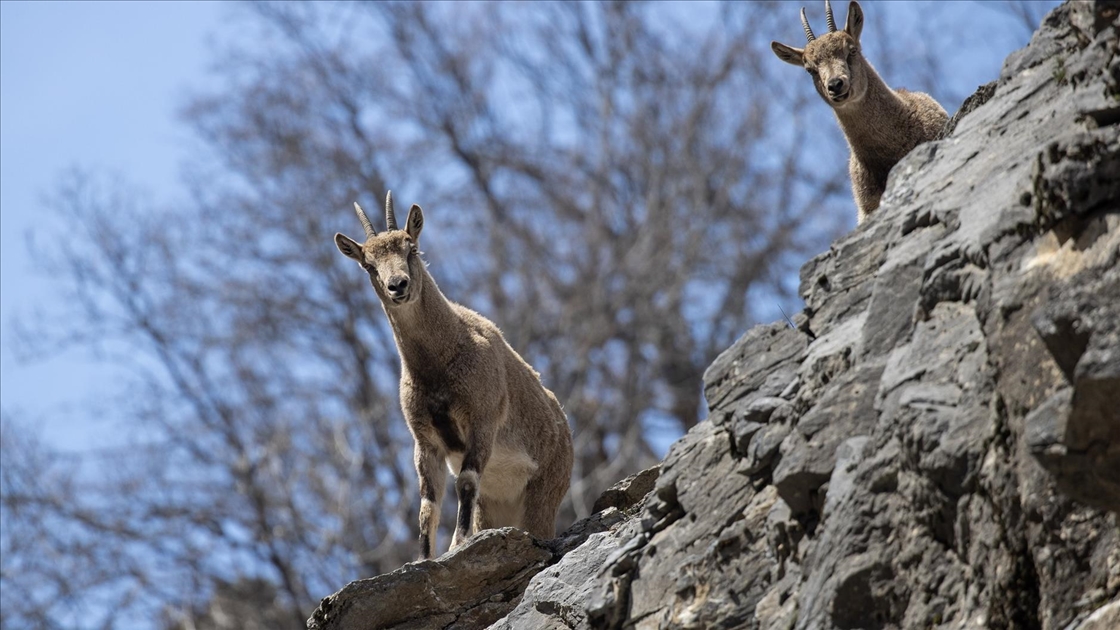 Tunceli'nin dağlarında yaban keçileri ve tilkiler yiyecek ararken görüntülendi