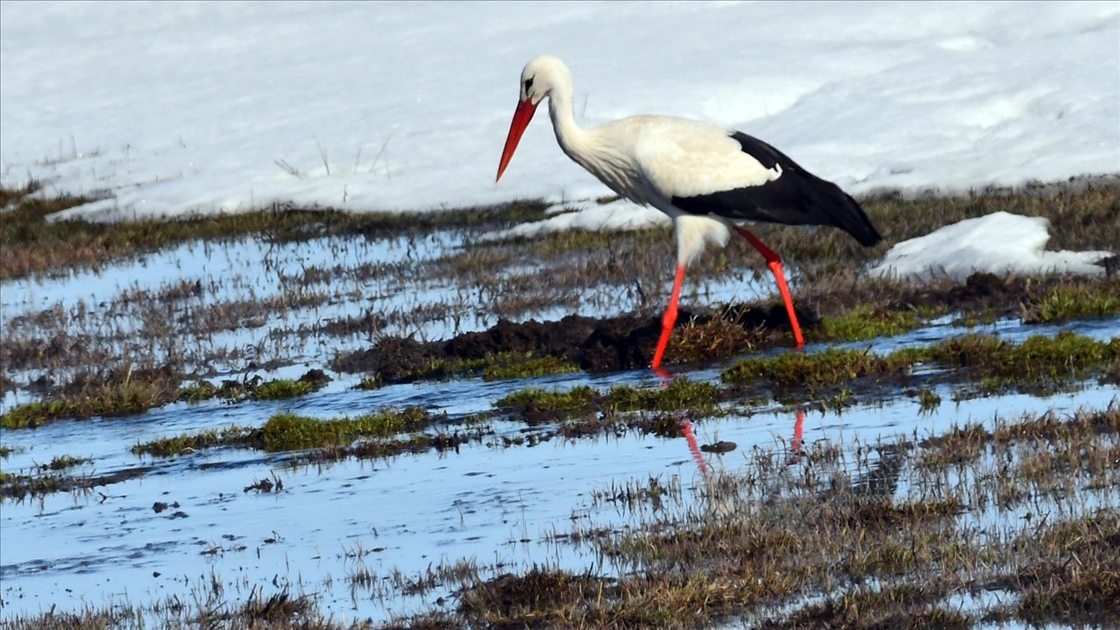 Kars'ta sulak alanlar göçmen kuşlarla şenlendi