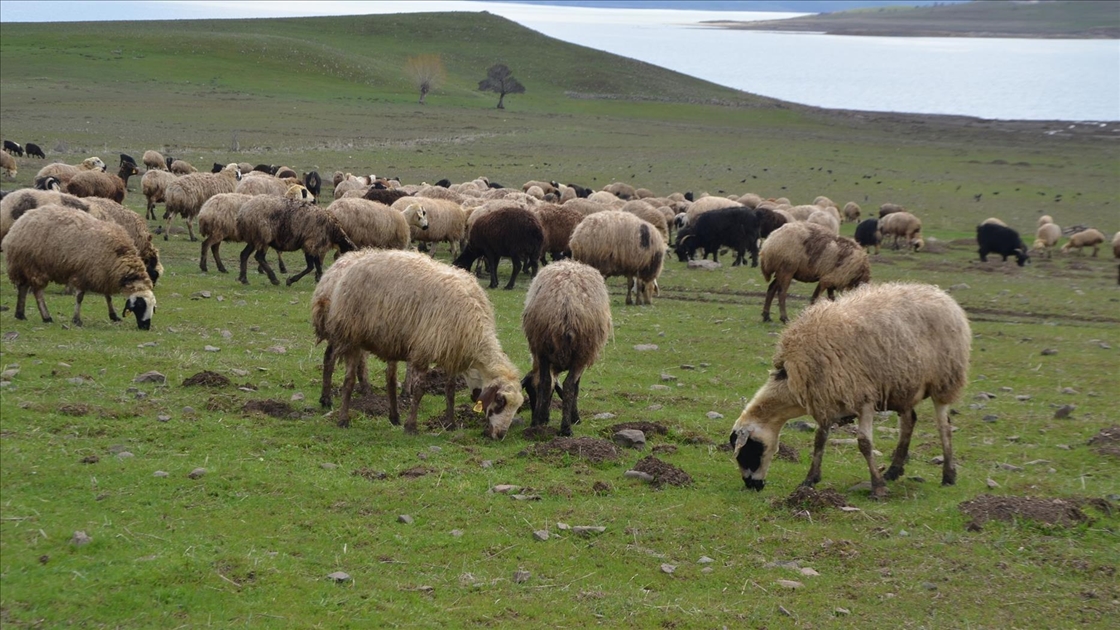 Muş'ta yeşeren meralar koyun sürüleriyle renklendi