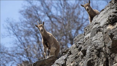 Tunceli'nin dağlarında yaban keçileri ve tilkiler yiyecek ararken görüntülendi