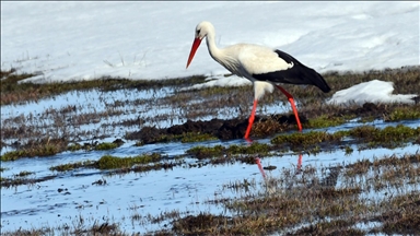 Kars'ta sulak alanlar göçmen kuşlarla şenlendi