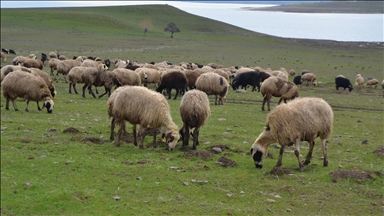 Muş'ta yeşeren meralar koyun sürüleriyle renklendi