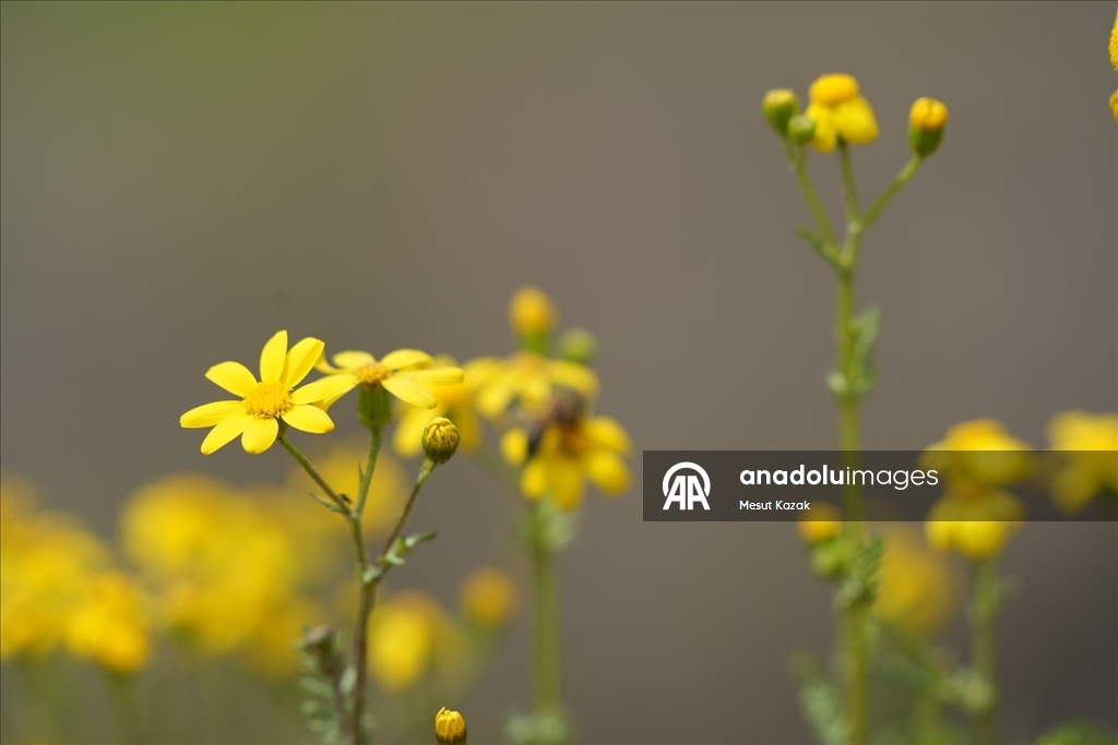 Hakkari'nin bir tarafında bahar diğer tarafında kış yaşanıyor