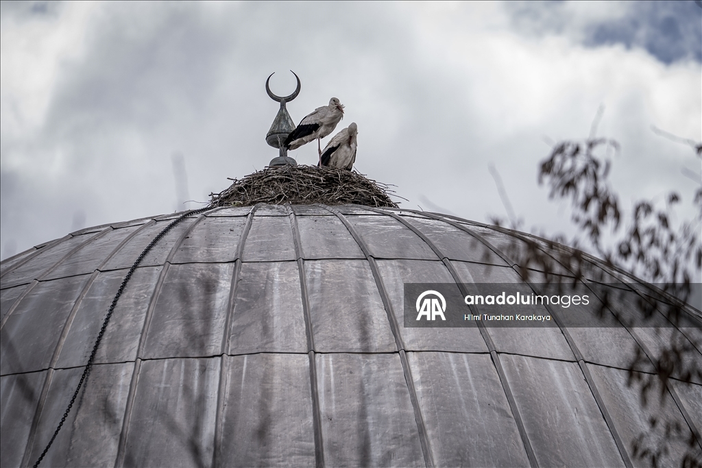 «Вестники весны» — аисты уже 16 лет выбирают купол мечети своим домом