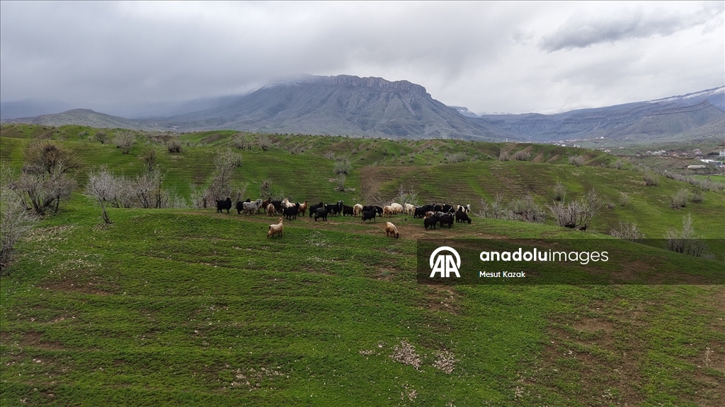 Hakkari'nin bir tarafında bahar diğer tarafında kış yaşanıyor