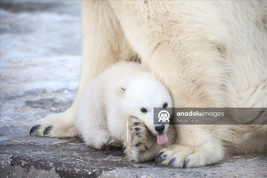 Novosibirsk Hayvanat Bahçesi’nde kutup ayısı yavrusu dünyaya geldi