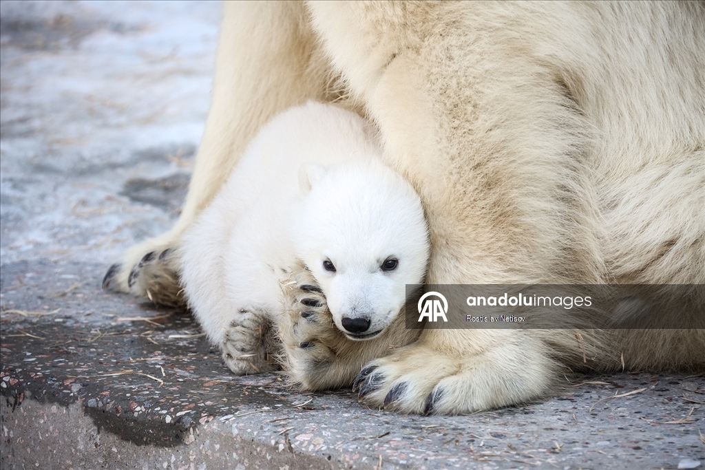 Novosibirsk Hayvanat Bahçesi’nde kutup ayısı yavrusu dünyaya geldi