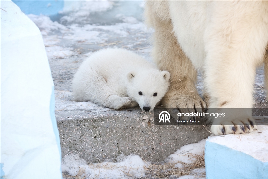 Novosibirsk Hayvanat Bahçesi’nde kutup ayısı yavrusu dünyaya geldi