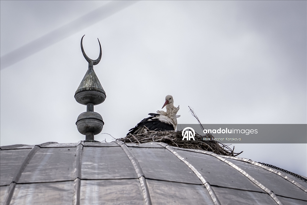 «Вестники весны» — аисты уже 16 лет выбирают купол мечети своим домом