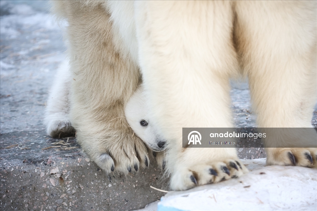Novosibirsk Hayvanat Bahçesi’nde kutup ayısı yavrusu dünyaya geldi